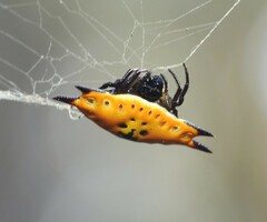 Gasteracantha quadrispinosa