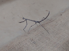 Austrovates variegata