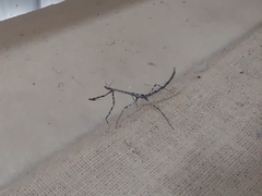 Austrovates variegata