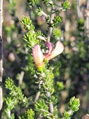 Aspalathus costulata