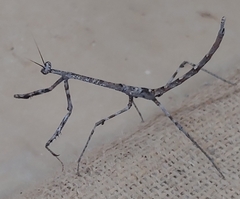 Austrovates variegata