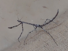 Austrovates variegata