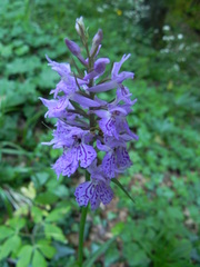 Dactylorhiza maculata
