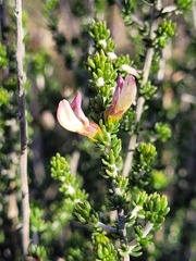 Aspalathus costulata