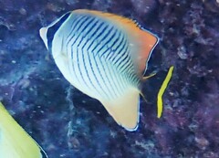 Chaetodon trifascialis