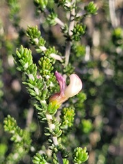 Aspalathus costulata
