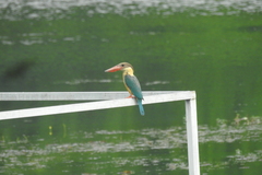 Pelargopsis capensis