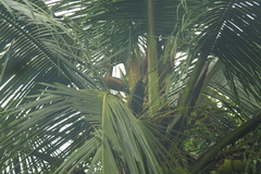 Dendrocygna javanica