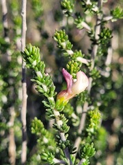Aspalathus costulata