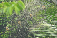 Dendrocitta vagabunda