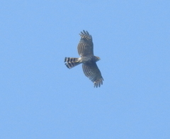 Accipiter virgatus