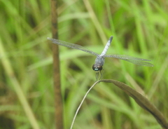 Brachydiplax sobrina