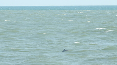 Delphininae