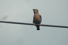 Coracias benghalensis