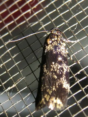 Barea codrella