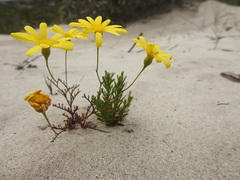 Steirodiscus tagetes