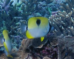 Chaetodon unimaculatus