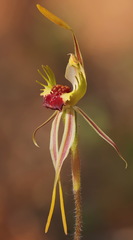 Caladenia aurulenta