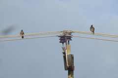 Acridotheres tristis