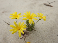 Steirodiscus tagetes