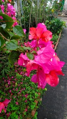 Bougainvillea spectabilis