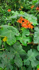 Jatropha podagrica