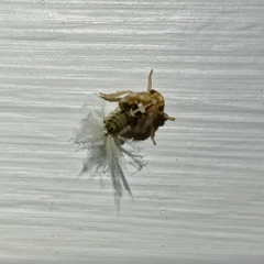 Scolypopa australis