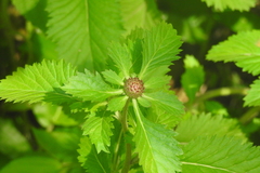 Centratherum punctatum