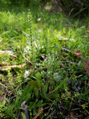 Plantago debilis