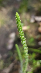 Plantago debilis