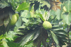 Artocarpus altilis
