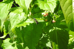 Cosmodela barmanica