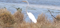 Ardea alba