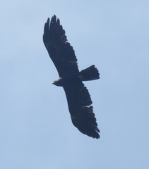Ictinaetus malaiensis