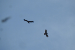 Ictinaetus malaiensis