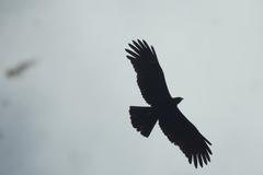 Ictinaetus malaiensis