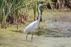 Ardea alba