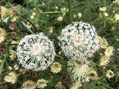 Trachymene composita