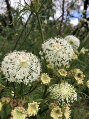 Trachymene composita