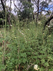 Trachymene composita