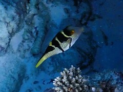 Canthigaster valentini