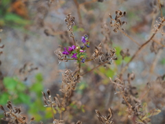 Astragalus davuricus