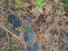 Astragalus davuricus