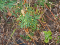 Astragalus davuricus