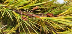Dracophyllum