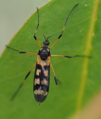 Gynoplistia bella