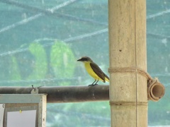 Myiozetetes granadensis