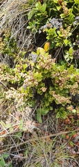 Gaultheria crassa