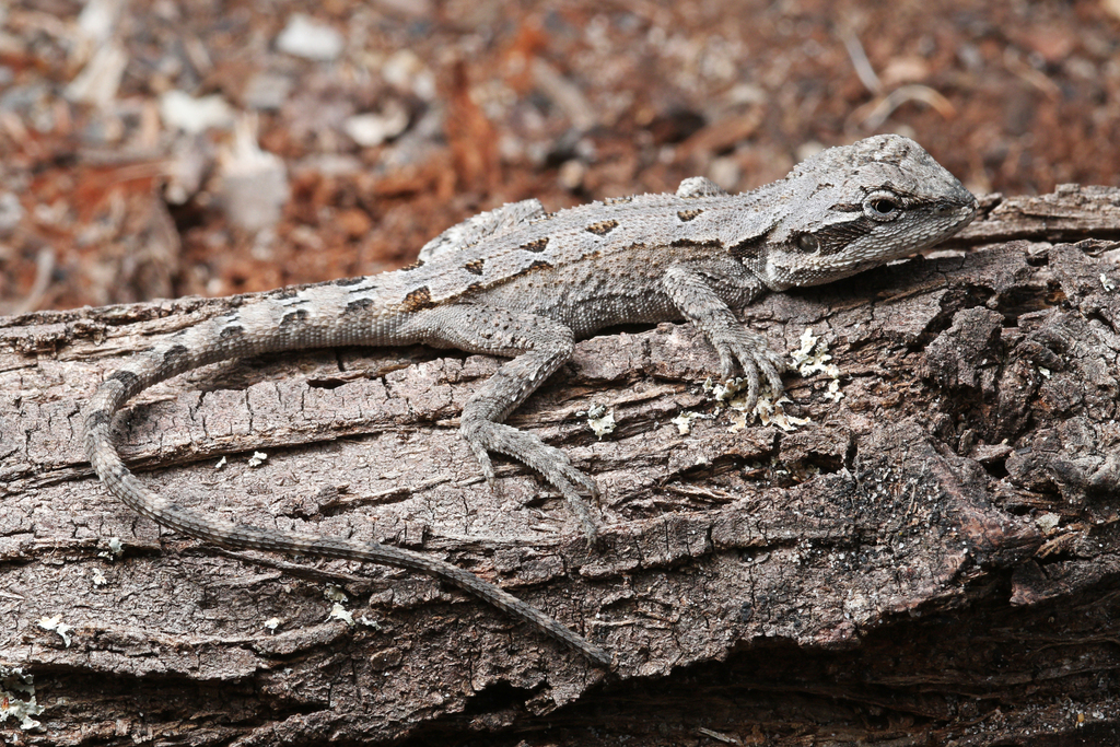 Mallee Tree Dragon from Kaniva VIC 3419, Australia on November 22, 2022 ...