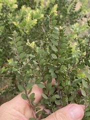 Melaleuca cheelii